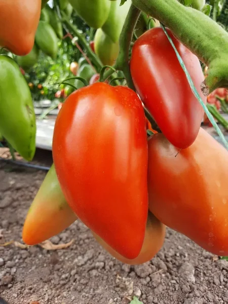 antichnyy-rimskiy-main-175441