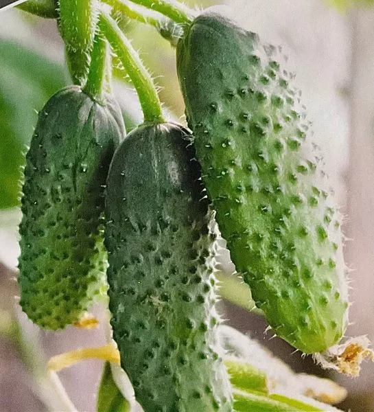 antisipator-3-198277