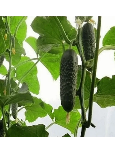 antisipator-5-198277