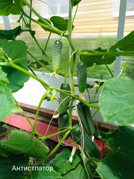 antisipator-6-198277