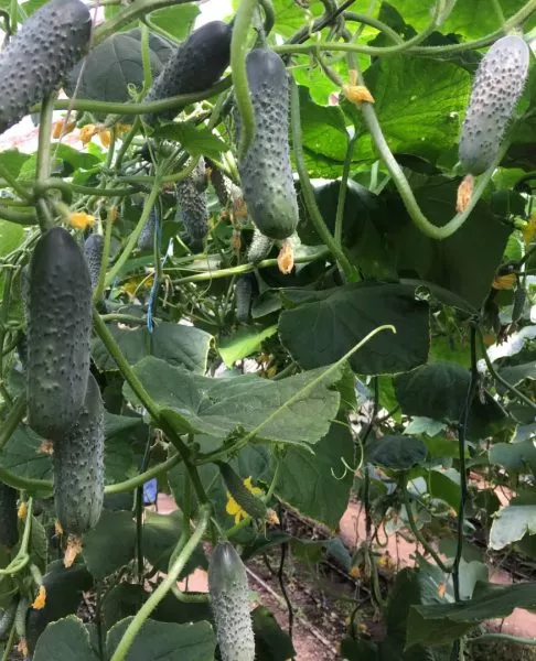 antisipator-7-198277