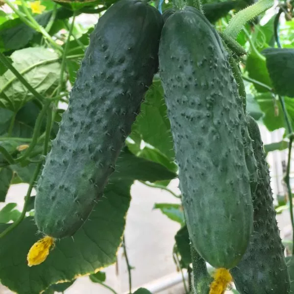 antisipator-8-198277