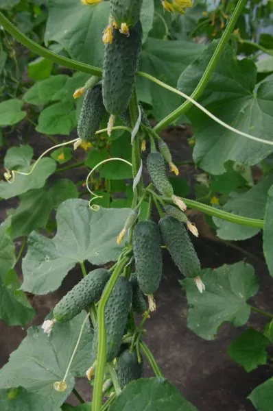 antisipator-main-198277