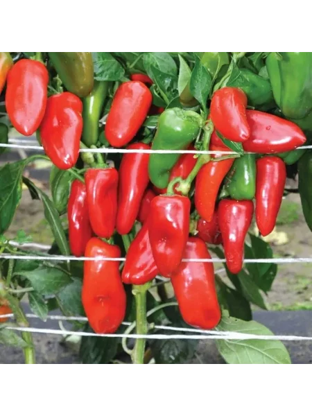 apelsin-krasnyy-1-191006