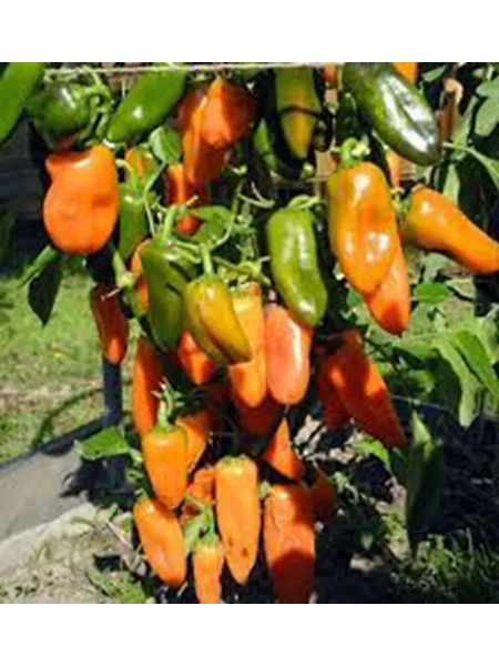 apelsin-krasnyy-6-191006