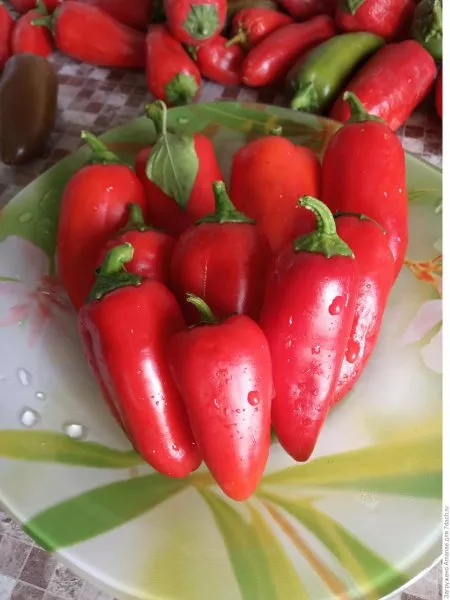 apelsin-krasnyy-main-191006