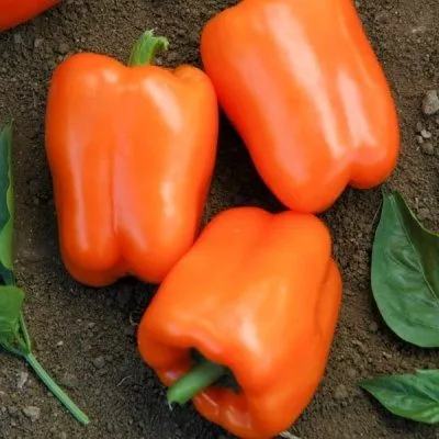 apelsinovyy-sok-6-180889