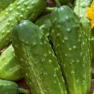 apomiksis-konyaeva-main-197847