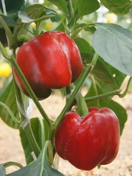 aristotel-eks-3r-1-186317