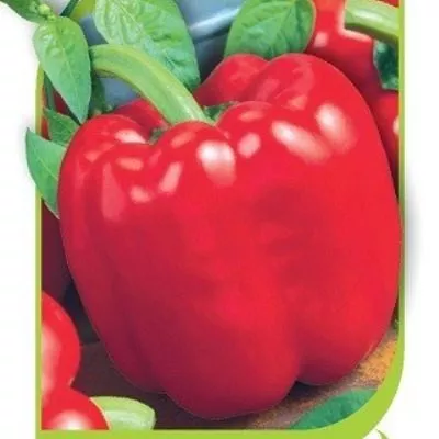 aristotel-eks-3r-4-186317