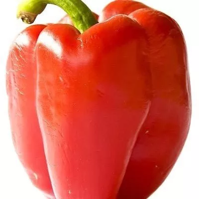 aristotel-eks-3r-5-186317