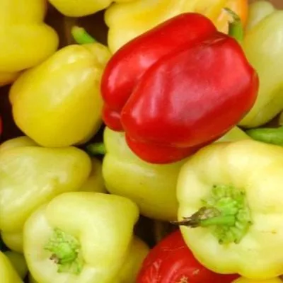 aristotel-eks-3r-6-186317