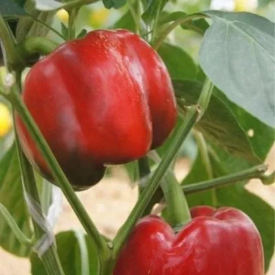 aristotel-eks-3r-7-186317