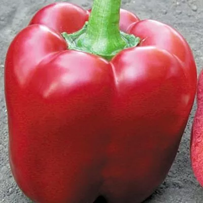 aristotel-eks-3r-8-186317