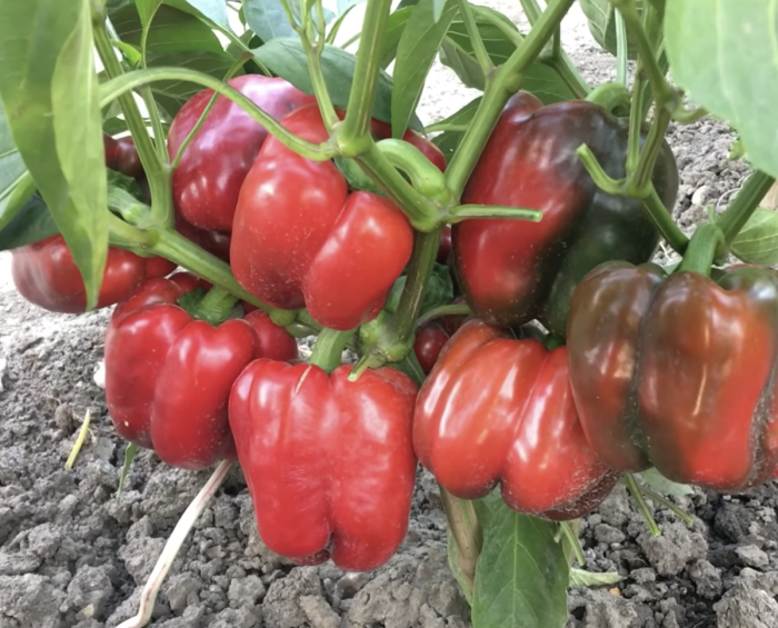 aristotel-eks-3r-main-186317