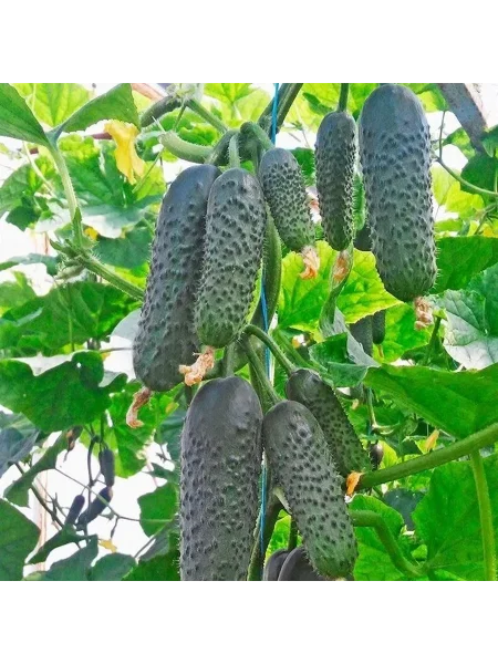 armeyskiy-main-199496