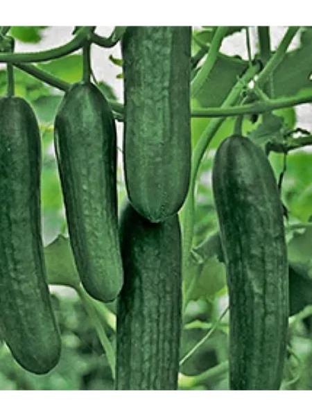 aromagiya-main-199567