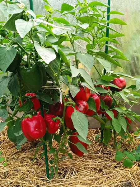 babushkin-sekret-1-183500