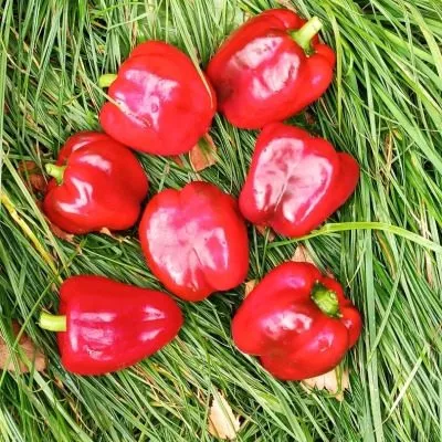 babushkin-sekret-4-183500