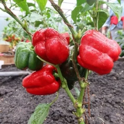 babushkin-sekret-5-183500