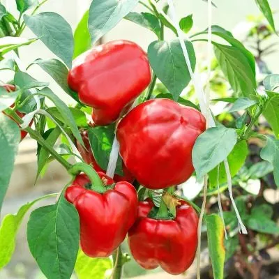 babushkin-sekret-6-183500