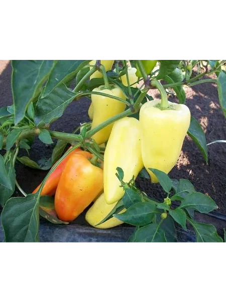 babushkina-gryadka-2-183386