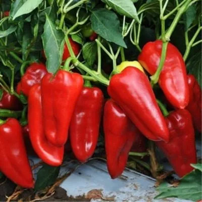 babushkina-gryadka-3-183386