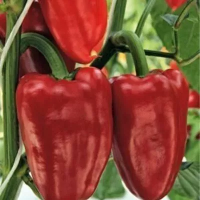 babushkina-gryadka-5-183386