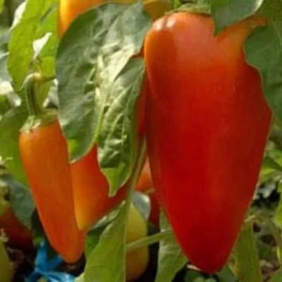 babushkina-gryadka-6-183386