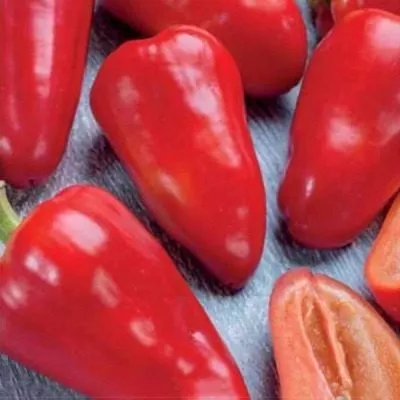 babushkina-gryadka-main-183386