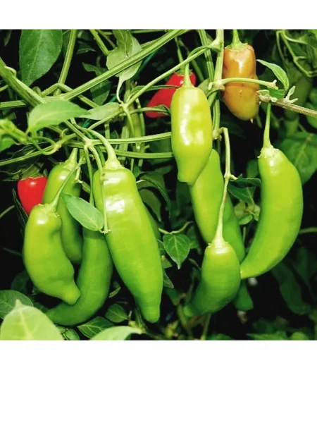 bakkatum-kap-455-10-181474