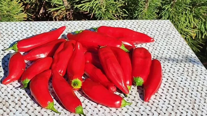 bakkatum-kap-455-11-181474