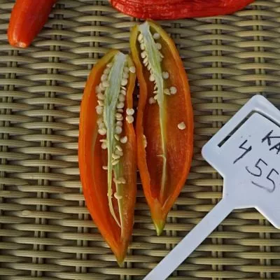 bakkatum-kap-455-12-181474