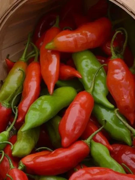 bakkatum-kap-455-2-181474