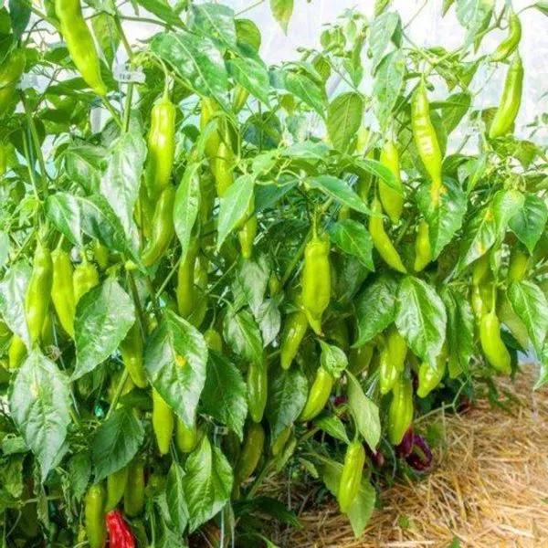 bakkatum-kap-455-4-181474