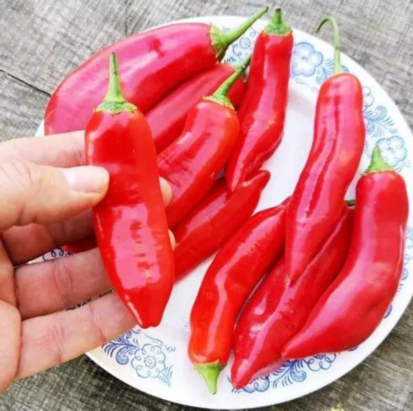 bakkatum-kap-455-6-181474