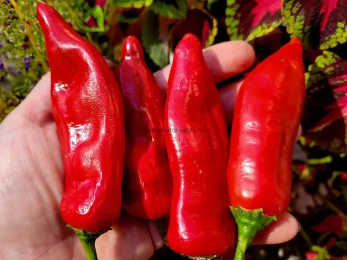 bakkatum-kap-455-7-181474