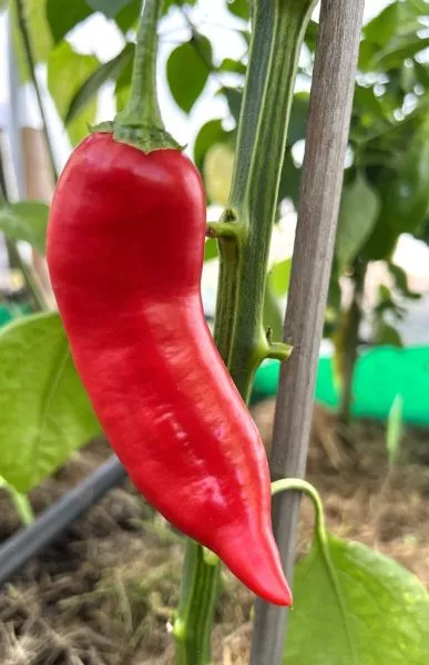 bakkatum-kap-455-9-181474