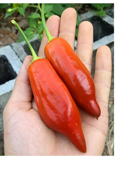 bakkatum-kap-455-main-181474