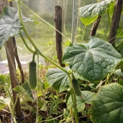 balkonnyy-hrustik-2-198437