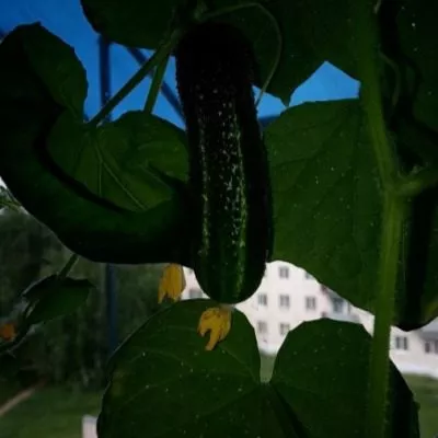 balkonnyy-hrustik-3-198437