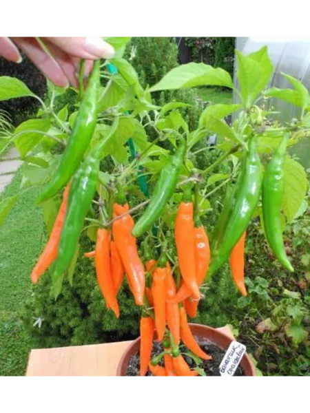 bananchik-oranzhevyy-1-180589