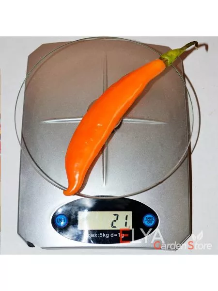 bananchik-oranzhevyy-12-180589