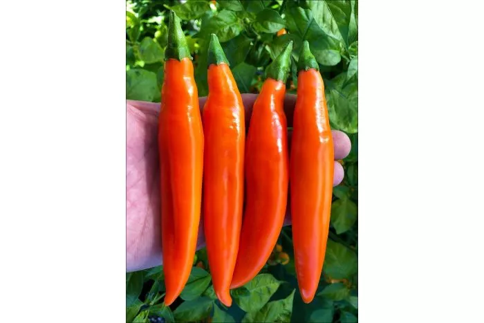 bananchik-oranzhevyy-6-180589