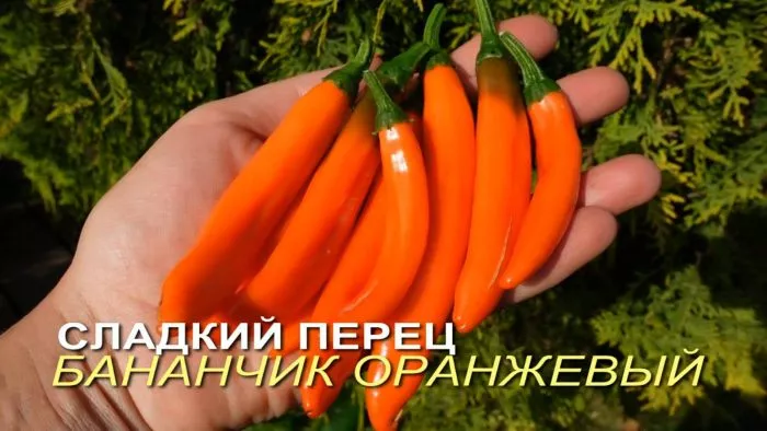 bananchik-oranzhevyy-9-180589