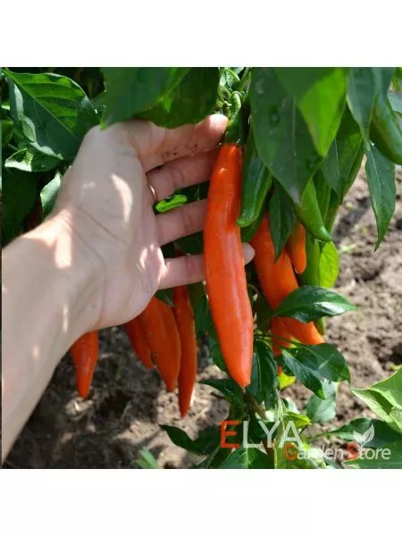 bananchik-oranzhevyy-main-180589