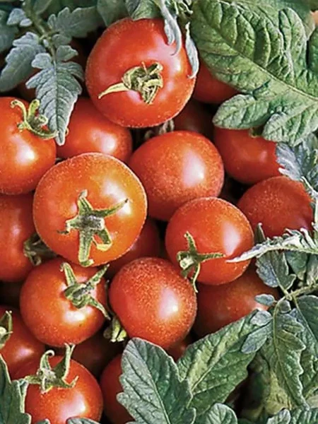 barhatnyy-sezon-5-171907