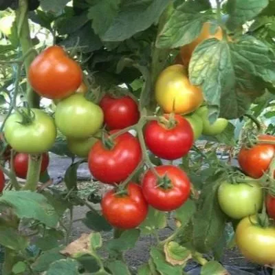 barhatnyy-sezon-6-171907