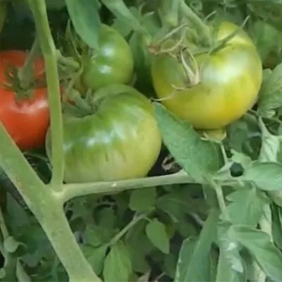 barhatnyy-sezon-7-171907