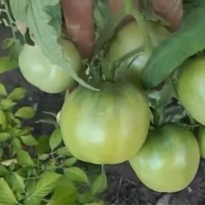 barhatnyy-sezon-8-171907